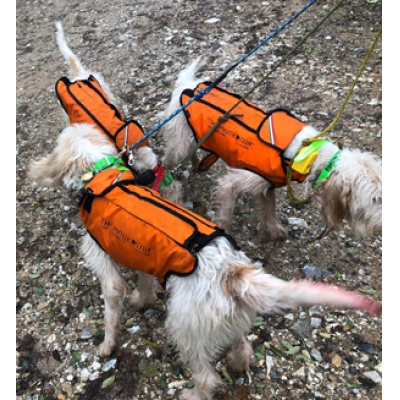 Dog protection vest